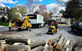 Professional  Tree Services in Tomah, WI