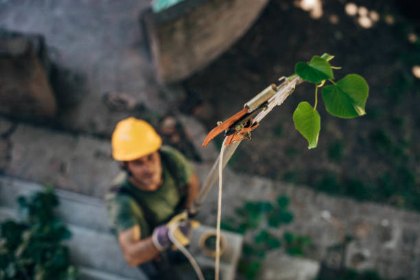 How Our Tree Care Process Works  in  Tomah, WI